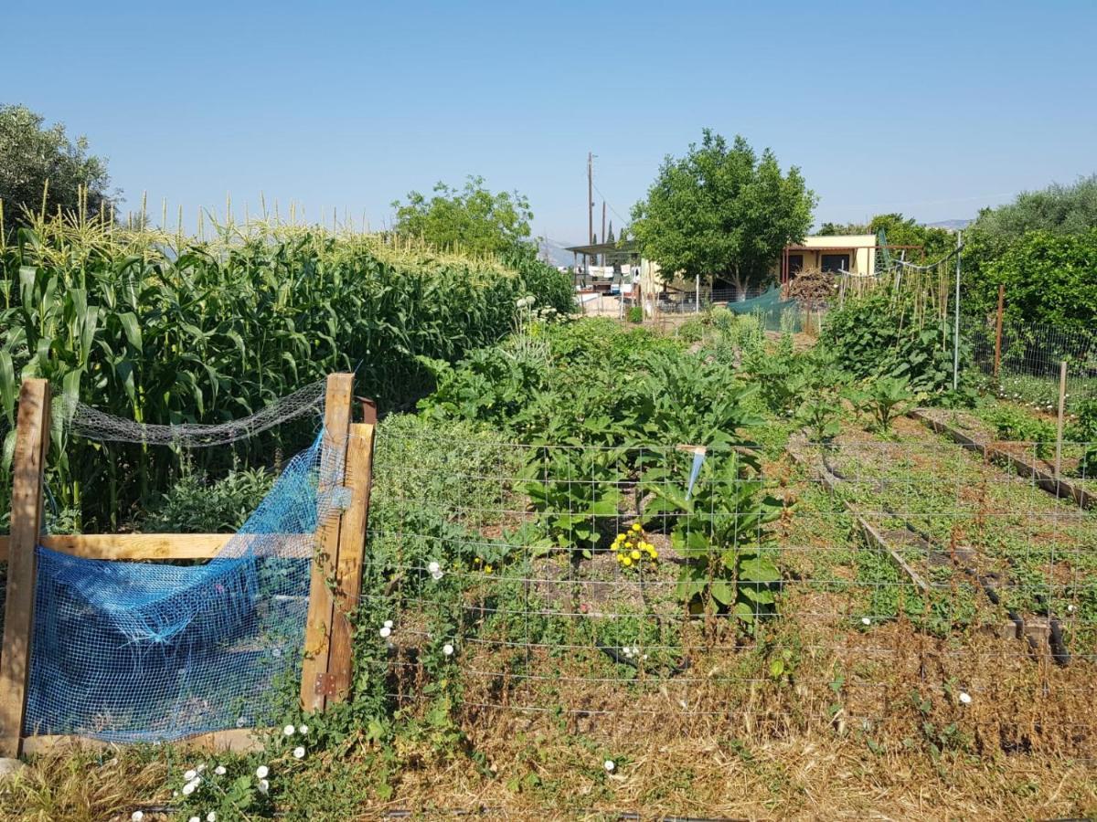 Eco Glamping With Pool Between Nafplio And Argos Bagian luar foto